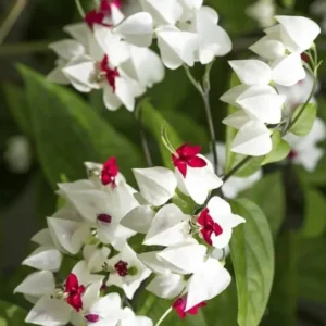 Bleeding Heart Vine Plant - Live Clerodendrum Bleeding Hearts Plant - White Red Flower Plant 4-10 Inch - Clerodendrum Thomsoniae -Perennial