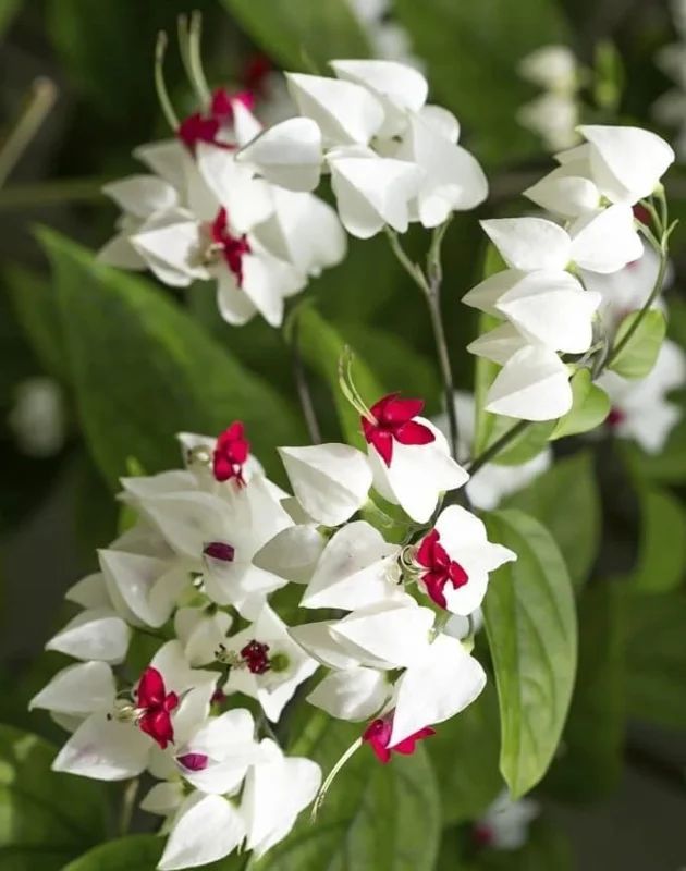Bleeding Heart Vine Plant - Live Clerodendrum Bleeding Hearts Plant - White Red Flower Plant 4-10 Inch - Clerodendrum Thomsoniae -Perennial