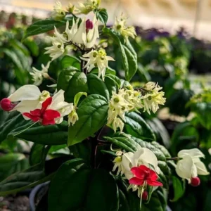 Bleeding Heart Vine Plant - Live Clerodendrum Bleeding Hearts Plant - White Red Flower Plant 4-10 Inch - Clerodendrum Thomsoniae -Perennial