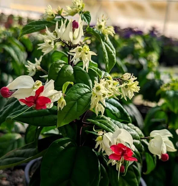 Bleeding Heart Vine Plant - Live Clerodendrum Bleeding Hearts Plant - White Red Flower Plant 4-10 Inch - Clerodendrum Thomsoniae -Perennial