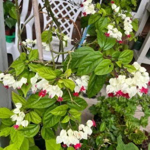 Bleeding Heart Vine Plant - Live Clerodendrum Bleeding Hearts Plant - White Red Flower Plant 4-10 Inch - Clerodendrum Thomsoniae -Perennial