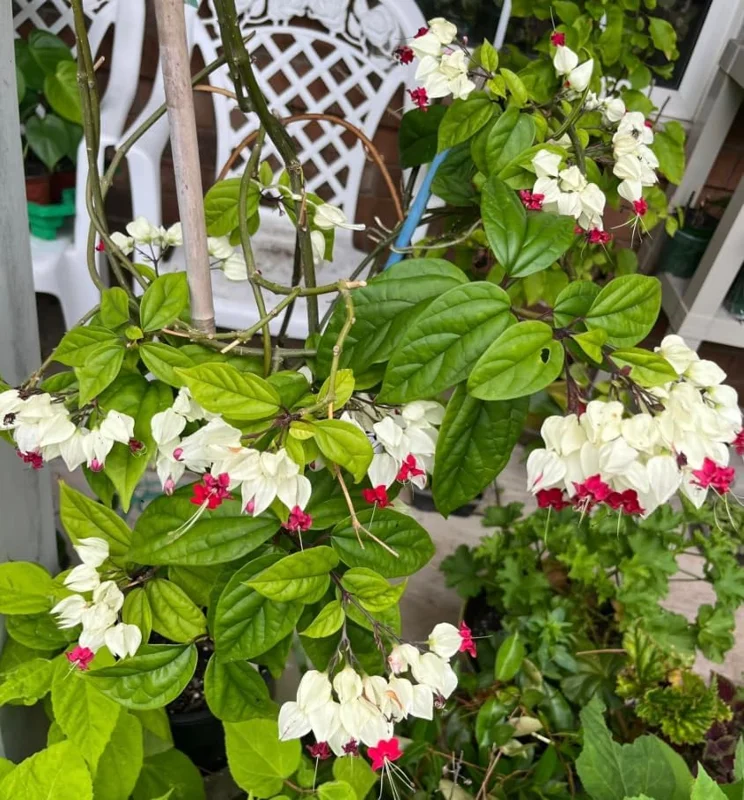 Bleeding Heart Vine Plant - Live Clerodendrum Bleeding Hearts Plant - White Red Flower Plant 4-10 Inch - Clerodendrum Thomsoniae -Perennial