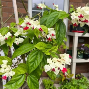 Bleeding Heart Vine Plant - Live Clerodendrum Bleeding Hearts Plant - White Red Flower Plant 4-10 Inch - Clerodendrum Thomsoniae -Perennial