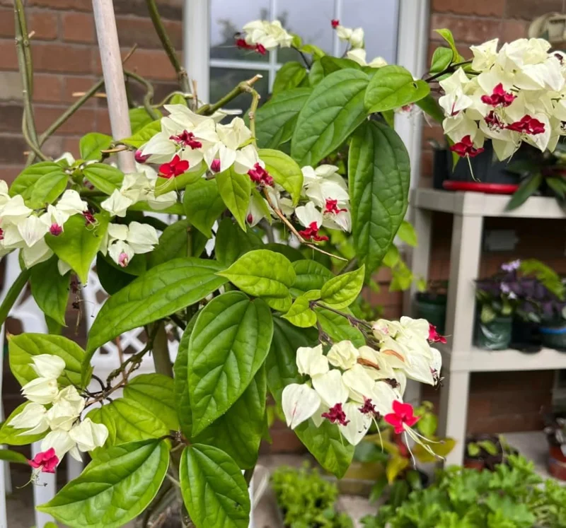 Bleeding Heart Vine Plant - Live Clerodendrum Bleeding Hearts Plant - White Red Flower Plant 4-10 Inch - Clerodendrum Thomsoniae -Perennial