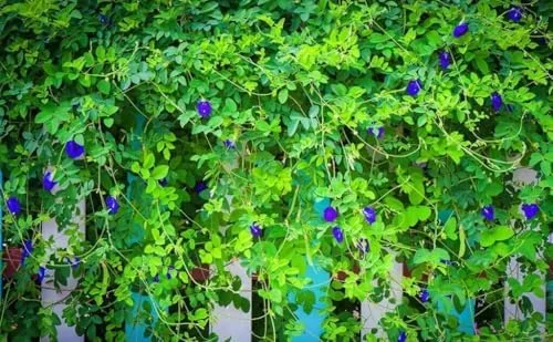 Blue Butterfly Pea Plant - Live Clitoria Flower Vine - Clitoria Ternatea Plant 4 Inch Pot