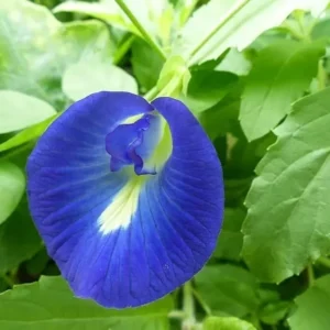 Blue Butterfly Pea Plant - Live Clitoria Flower Vine - Clitoria Ternatea Plant 4 Inch Pot