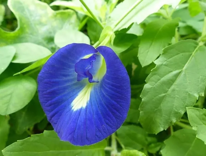 Blue Butterfly Pea Plant - Live Clitoria Flower Vine - Clitoria Ternatea Plant 4 Inch Pot
