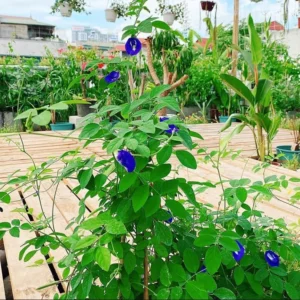 Blue Butterfly Pea Plant - Live Clitoria Flower Vine - Clitoria Ternatea Plant 4 Inch Pot