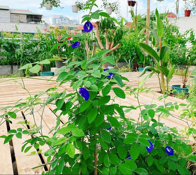 Blue Butterfly Pea Plant - Live Clitoria Flower Vine - Clitoria Ternatea Plant 4 Inch Pot