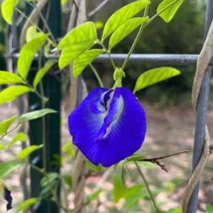 Blue Butterfly Pea Plant - Live Clitoria Flower Vine - Clitoria Ternatea Plant 4 Inch Pot