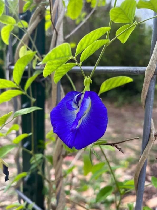 Blue Butterfly Pea Plant - Live Clitoria Flower Vine - Clitoria Ternatea Plant 4 Inch Pot