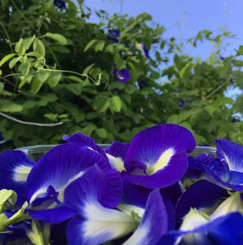 Blue Butterfly Pea Plant - Live Clitoria Flower Vine - Clitoria Ternatea Plant 4 Inch Pot