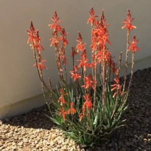 Blue Elf Aloe 1 Gallon Live Plant – Orange Flowers, Drought-Resistant, Succulent