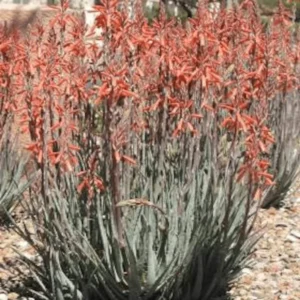 Blue Elf Aloe 1 Gallon Live Plant – Orange Flowers, Drought-Resistant, Succulent