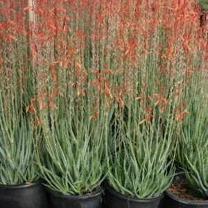 Blue Elf Aloe 1 Gallon Live Plant – Orange Flowers, Drought-Resistant, Succulent