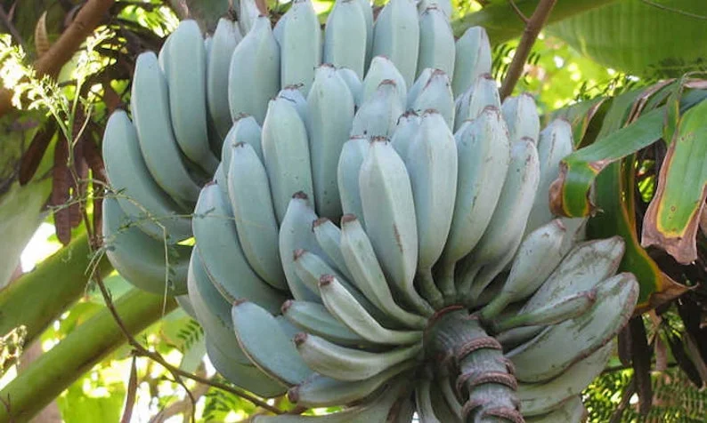 Blue Java Banana Plant - Musa Ice Cream - Rooted in 3" Pot