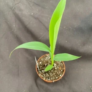 Blue Java Banana Plant - Musa Ice Cream - Rooted in 3