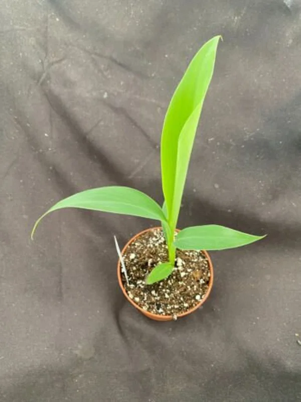 Blue Java Banana Plant - Musa Ice Cream - Rooted in 3" Pot