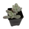 Blue Moonstone Succulent - Pachyveria Plant 2.5" Pot, Indoor Drought-Tolerant