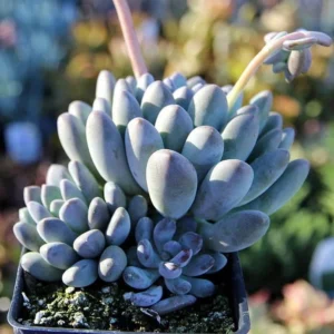 Blue Moonstone Succulent - Pachyveria Plant 2.5