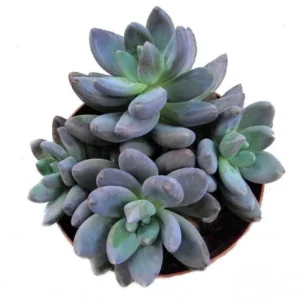 Blue Moonstone Succulent - Pachyveria Plant 2.5