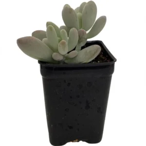 Blue Moonstone Succulent - Pachyveria Plant 2.5