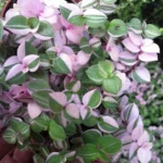Bolivian Pink Jewel Turtle Vine - Inch Plant 2.5" Pot - Callisia Repens