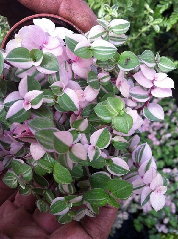 Bolivian Pink Jewel Turtle Vine - Inch Plant 2.5" Pot - Callisia Repens
