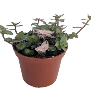 Bolivian Pink Jewel Turtle Vine - Inch Plant 2.5