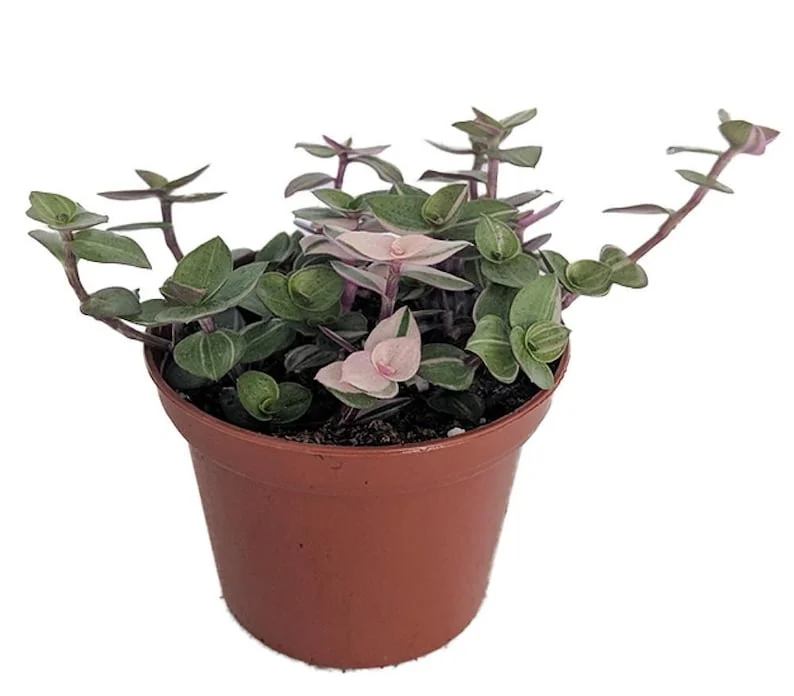 Bolivian Pink Jewel Turtle Vine - Inch Plant 2.5" Pot - Callisia Repens