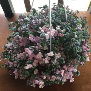 Bolivian Pink Jewel Turtle Vine - Inch Plant 2.5