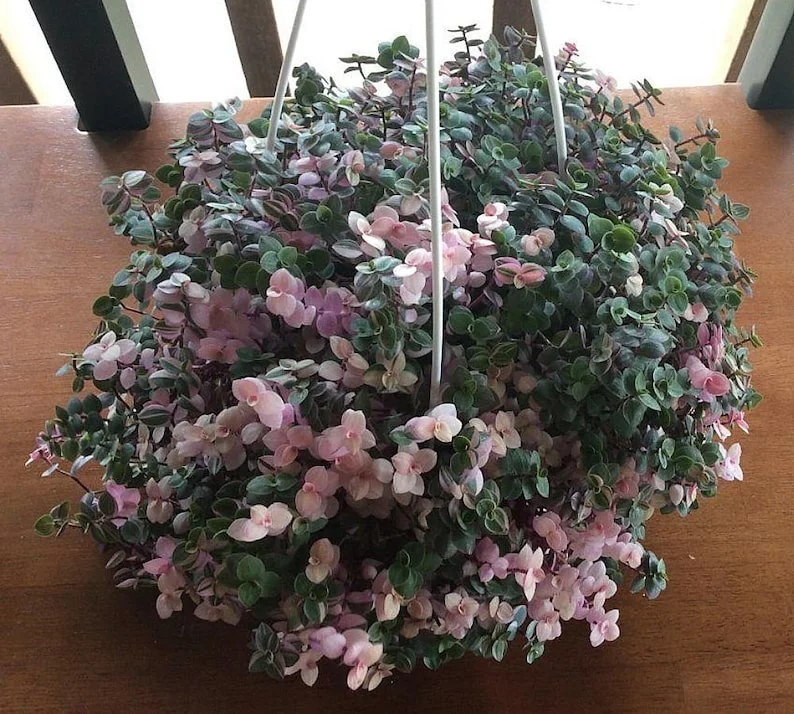 Bolivian Pink Jewel Turtle Vine - Inch Plant 2.5" Pot - Callisia Repens