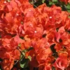 Bougainvillea Flame Flowering Vine 6" Orange-Red Fast Growing