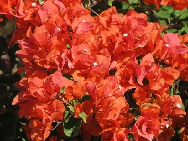 Bougainvillea Flame Flowering Vine 6" Orange-Red Fast Growing