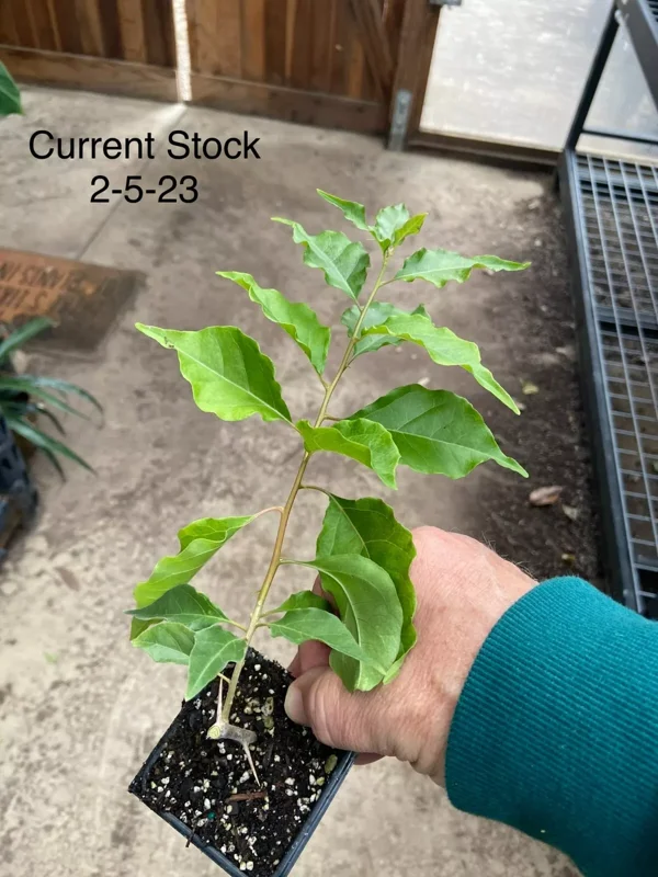Bougainvillea Flame Flowering Vine 6" Orange-Red Fast Growing