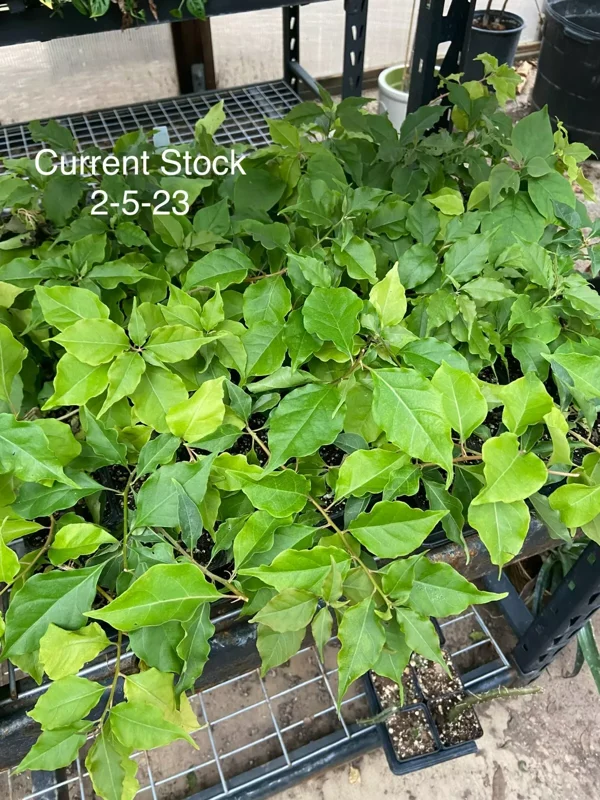 Bougainvillea Flame Flowering Vine 6" Orange-Red Fast Growing
