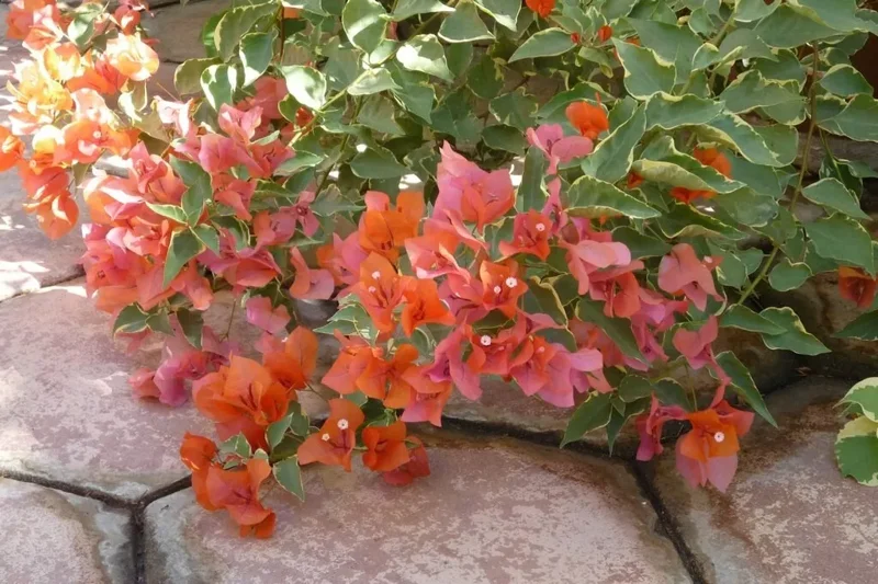 Bougainvillea 'Orange King' Flowering Plant 6" Orange-Pink Outdoor Shrub
