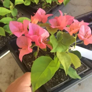 Bougainvillea 'Orange King' Flowering Plant 6