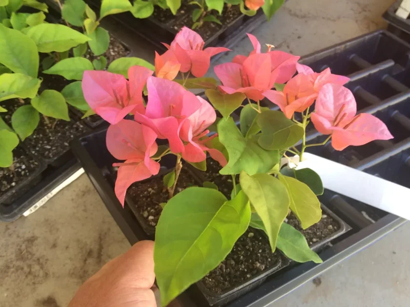 Bougainvillea 'Orange King' Flowering Plant 6" Orange-Pink Outdoor Shrub