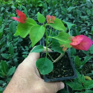 Bougainvillea Plants - Bougainvillea Plant Live - Barbara Karst - Red Flowering Vine