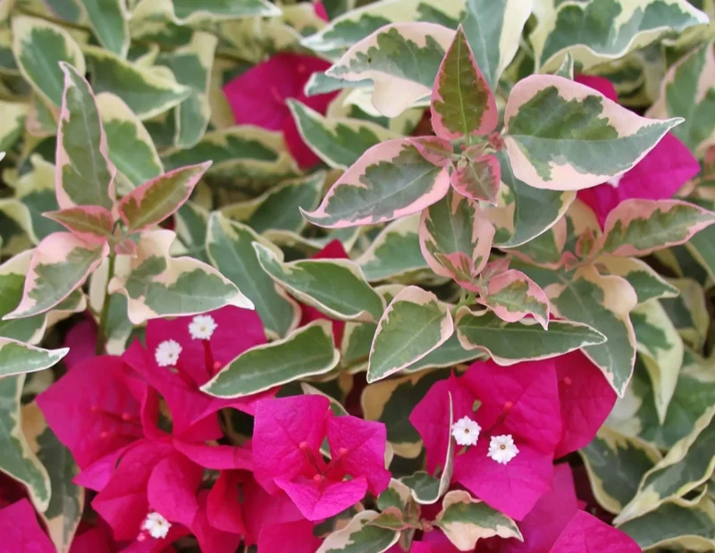 Bougainvillea Raspberry Ice Climbing Vine Red Magenta Variegated Flowers