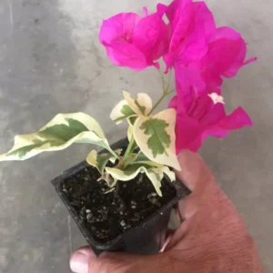 Bougainvillea Raspberry Ice Climbing Vine Red Magenta Variegated Flowers