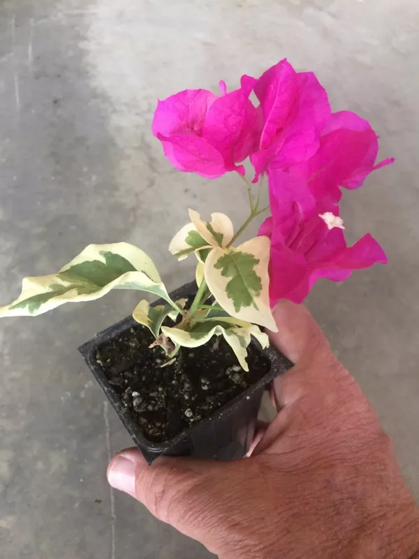 Bougainvillea Raspberry Ice Climbing Vine Red Magenta Variegated Flowers