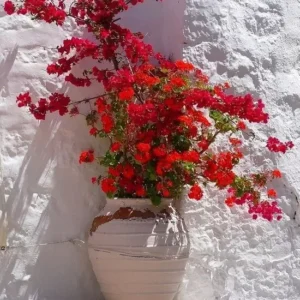 Bougainvillea San Diego Red Climbing Flowering Plant 6 Inches Red