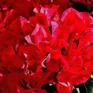 Bougainvillea San Diego Red Climbing Flowering Plant 6 Inches Red