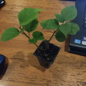 Bougainvillea San Diego Red Climbing Flowering Plant 6 Inches Red