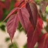 Boxelder Maple Tree Bare-root 12-18 Inch Tall - Acer Nugundo Landscaping Tree