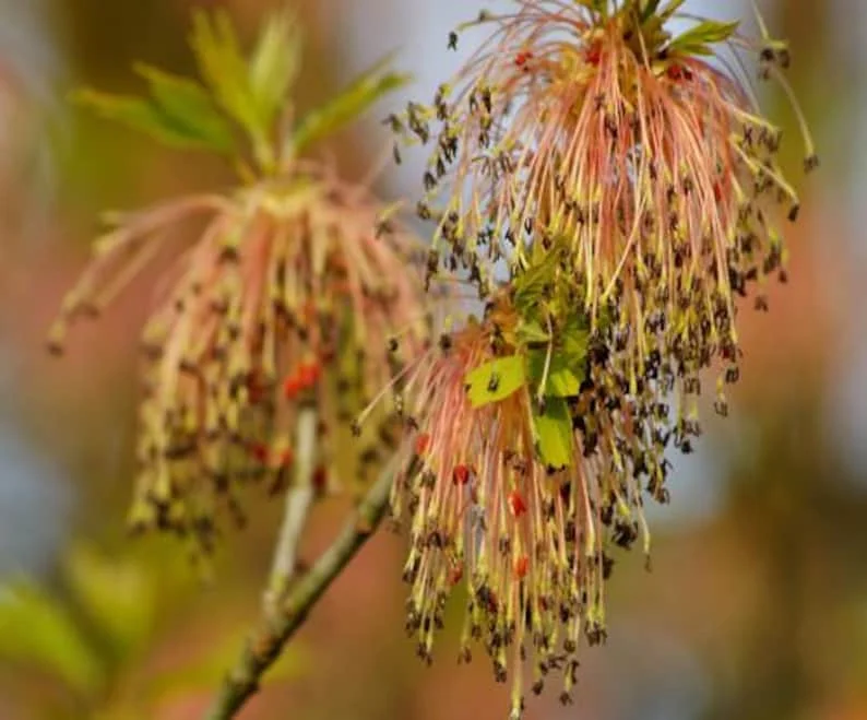 Boxelder Maple Tree Bare-root 12-18 Inch Tall - Acer Nugundo Landscaping Tree
