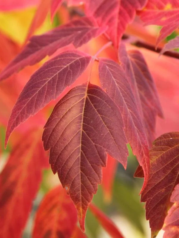 Boxelder Maple Tree Bare-root 12-18 Inch Tall - Acer Nugundo Landscaping Tree