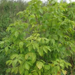 Boxelder Maple Tree Bare-root 12-18 Inch Tall - Acer Nugundo Landscaping Tree